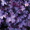 Bild von VP Heuchera P19 Purple